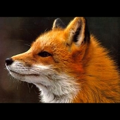 mrfoxter